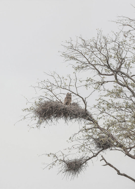Owl&#039;s Perch | Poster