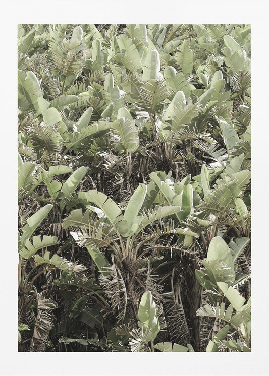 Verdant Canopy | Poster