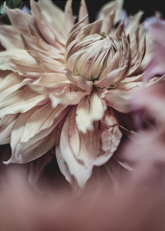 Blossom Whispers | Poster