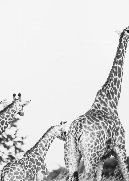Giraffe Family Stroll | Poster