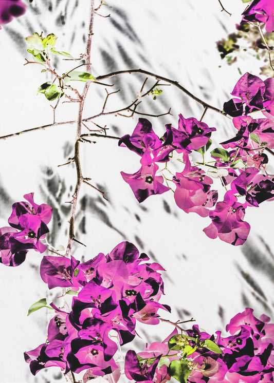 Vibrant Petal Dance | Poster