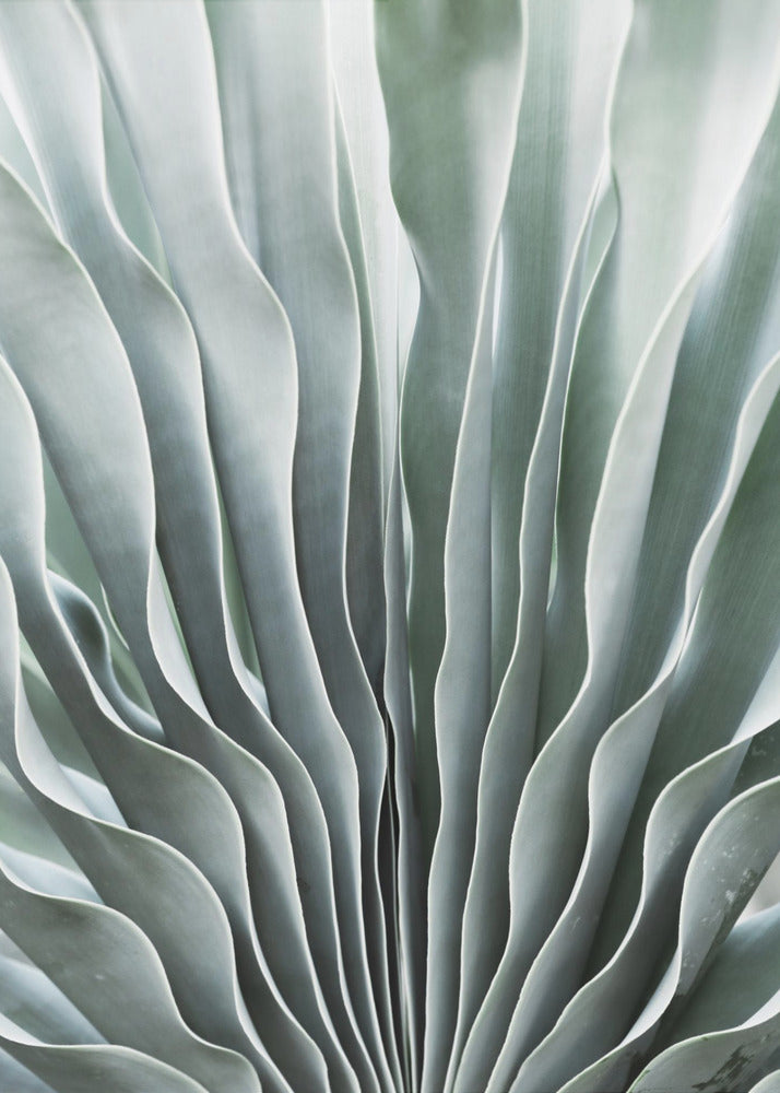Nature&#039;s Grace | Poster