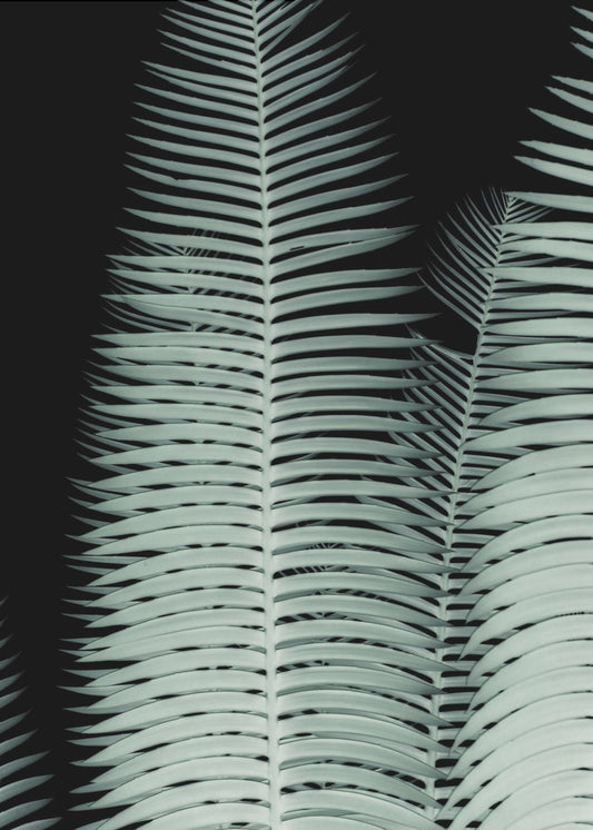 Silver Fronds Symphony | Poster