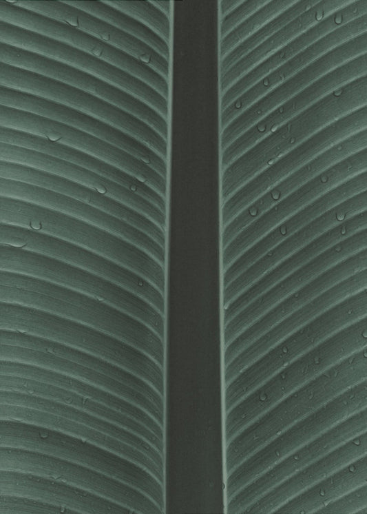 Dewy Leaf Symphony | Poster