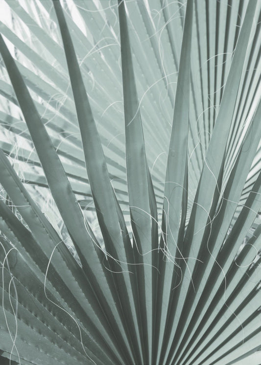 Frond Geometry | Poster