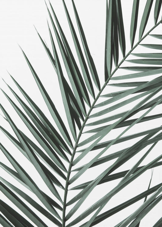 Leafy Elegance | Poster
