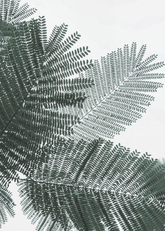 Fern Whispering | Poster