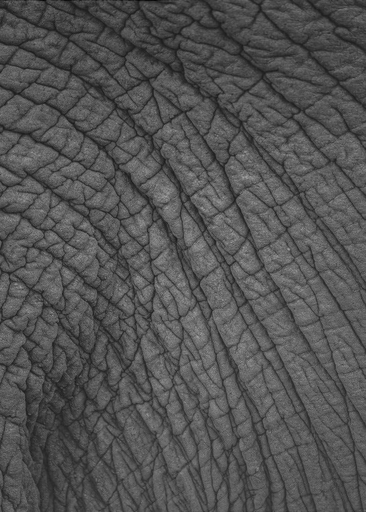 Elephant&#039;s Tapestry | Poster