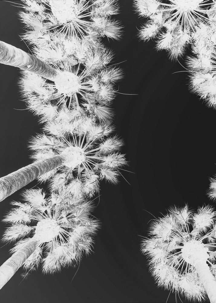 Inverted Palmscape | Poster