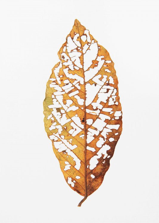 Leaf Skeleton Essence | Poster