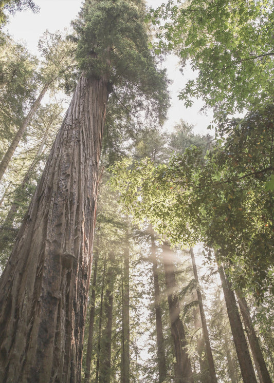 Towering Redwoods | Poster