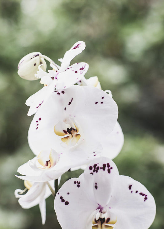 Spring Blooms | Poster