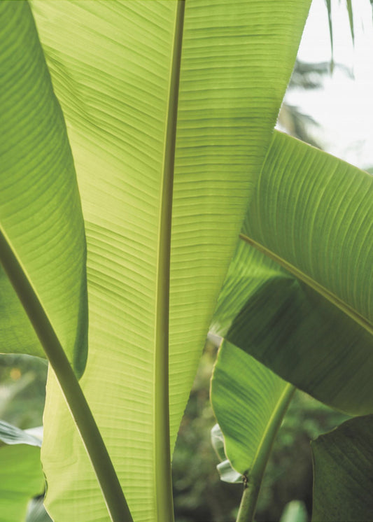 Tropical Banana Leaves | Poster