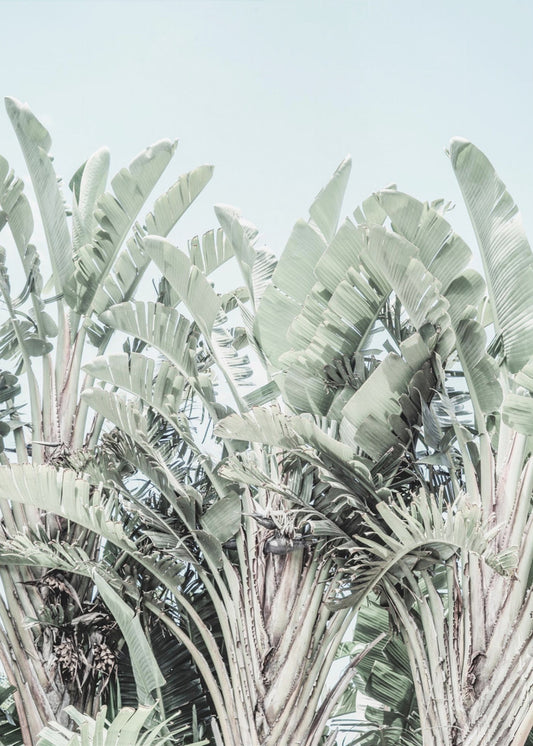 Tropical Whispers | Poster