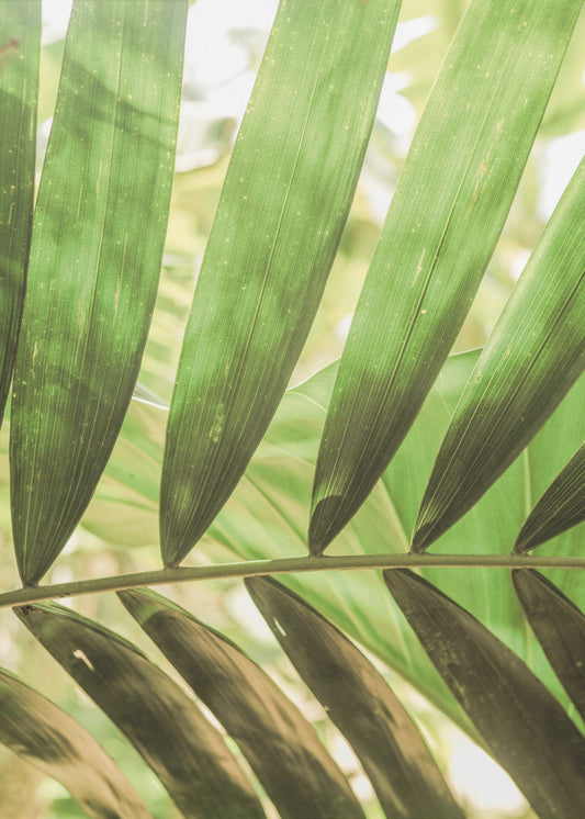 Beauty Of Palm Leaves | Poster