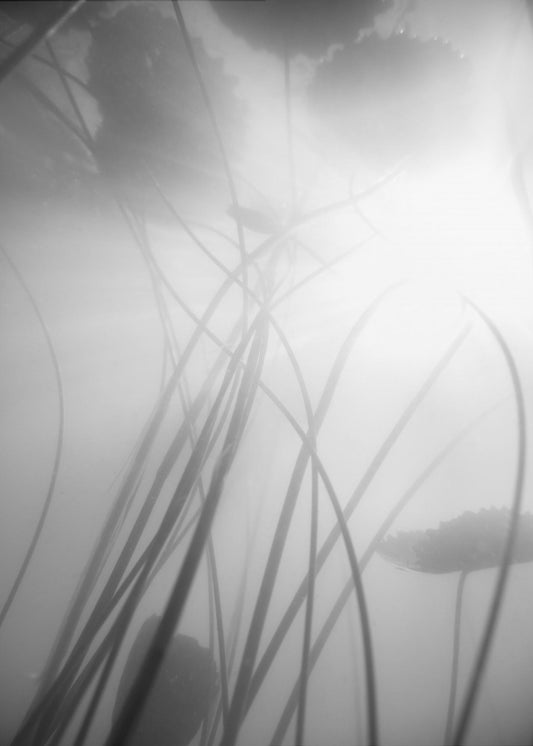 Water Lilly | Poster