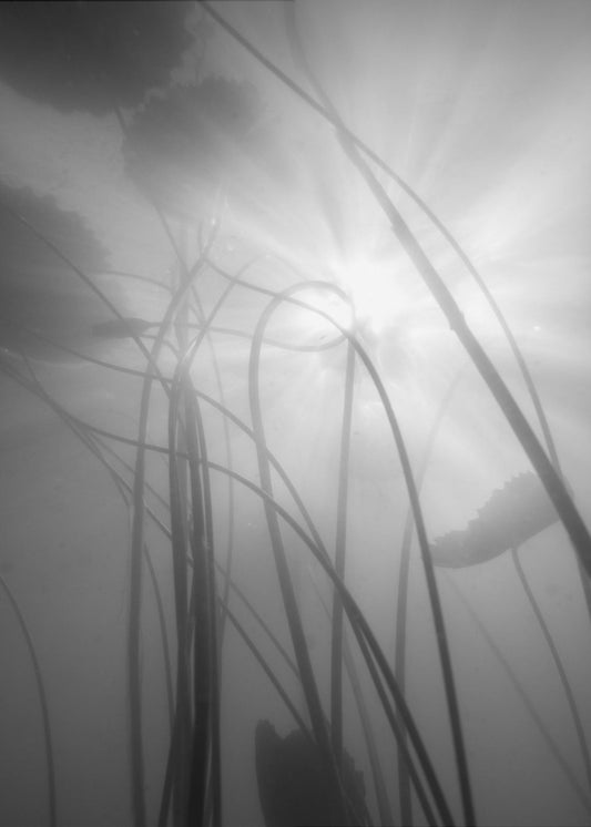 Water Lilly | Poster