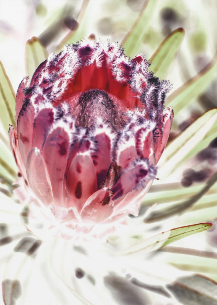 Blooming Protea Flower | Poster