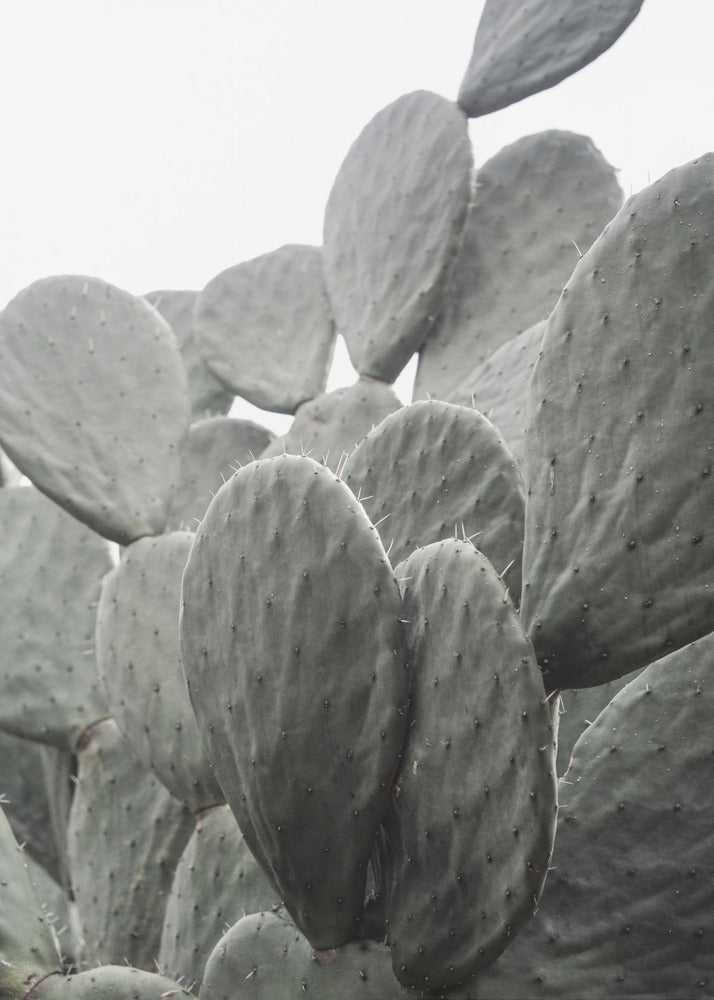 Beauty Of Cactus | Poster