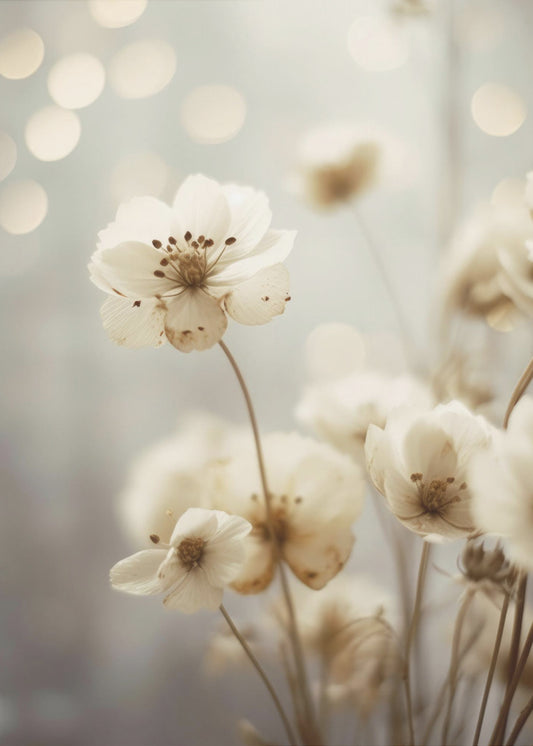 Petals in Soft Light | Poster