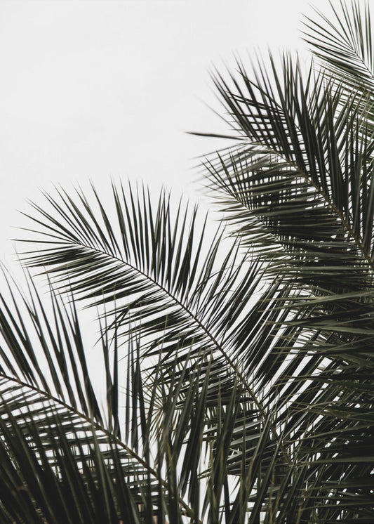 Palm Leaves 3 | Poster
