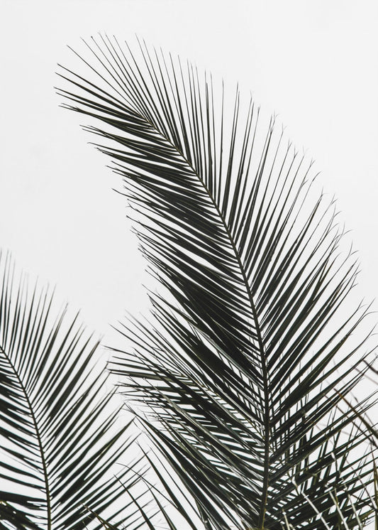 Palm Leaves 1 | Poster