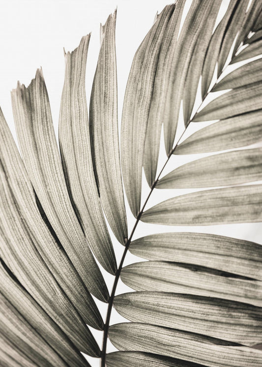 Palm Leaves 22 | Poster