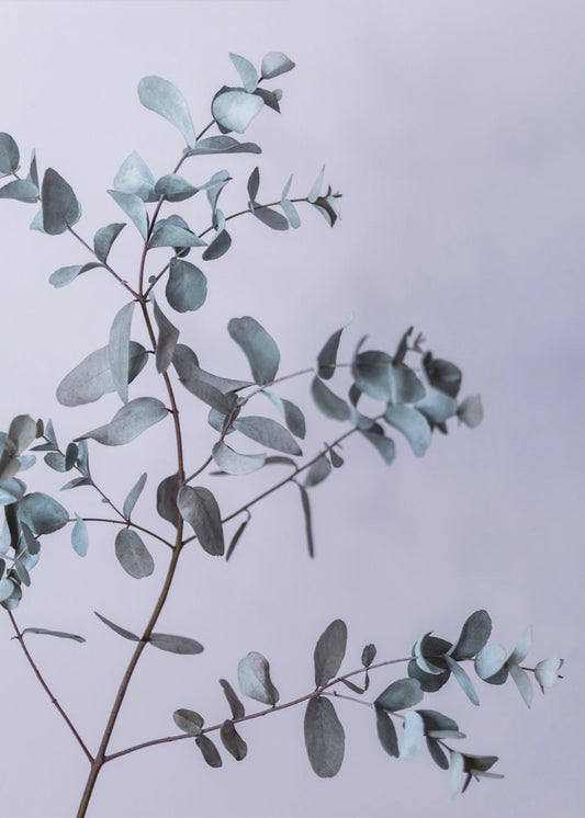 Eucalyptus 13 | Poster