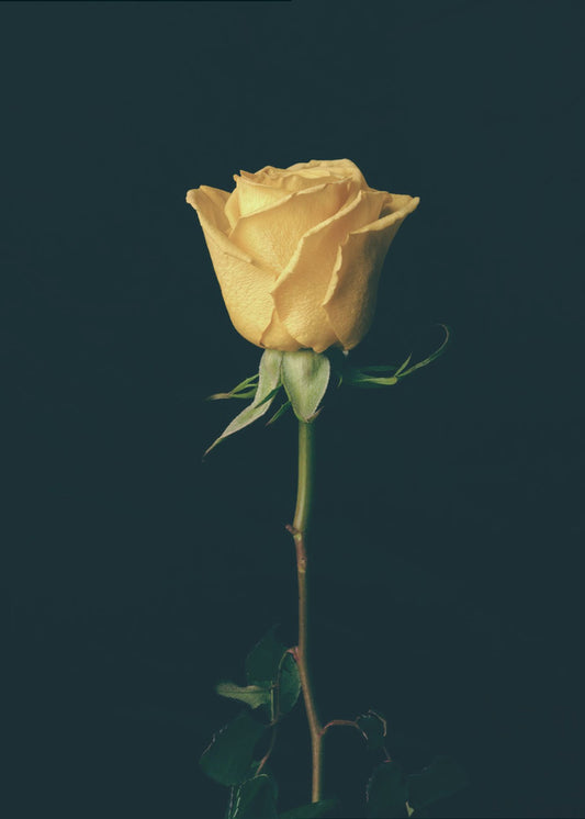 yellow rose | Canvas