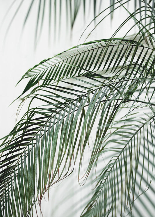 Palm Leaves 21 | Poster