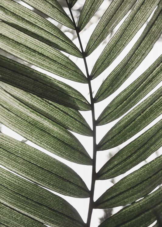 Palm Leaves 24 | Poster