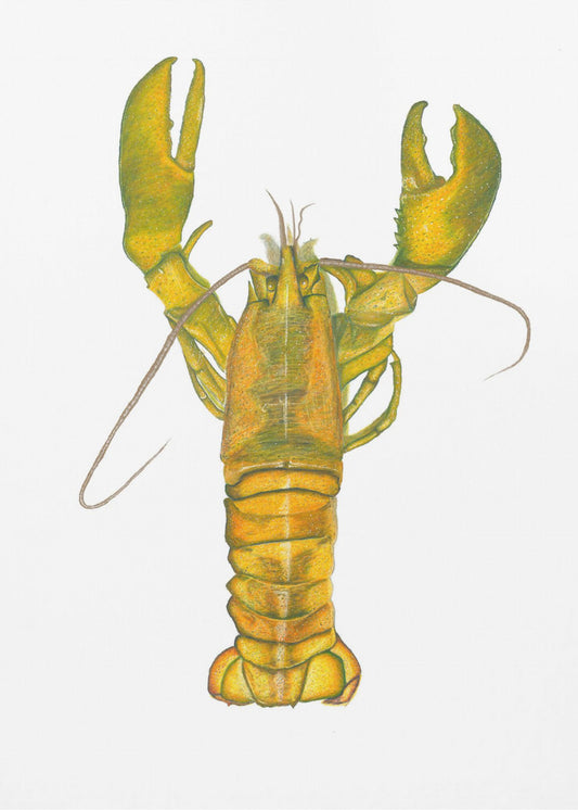 Lobster | Poster