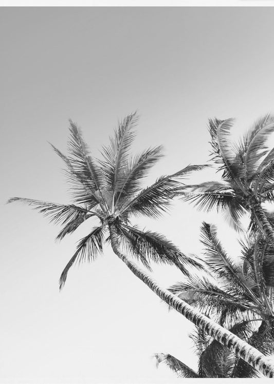 Tropical Silhouettes | Canvas