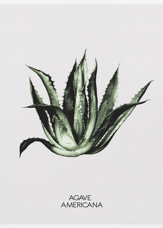 Green Agave Elegance | Canvas