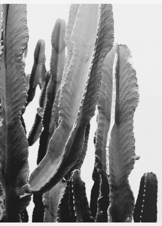 Cactus Elegance | Canvas