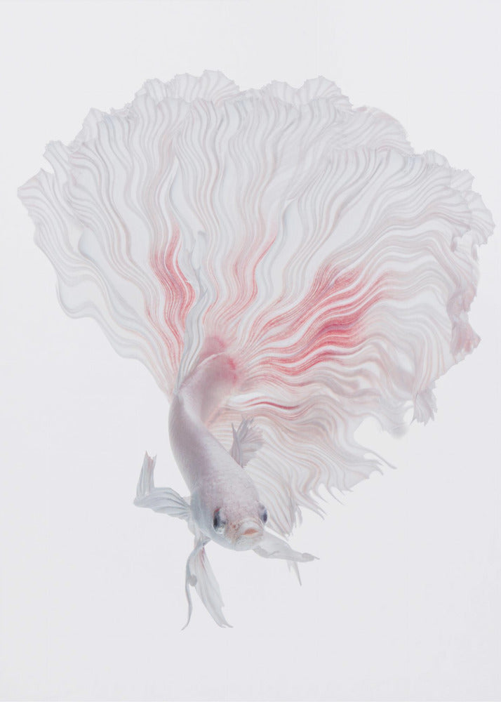 ROOT BETTA | Poster