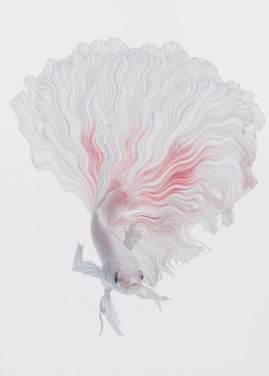 ROOT BETTA | Poster
