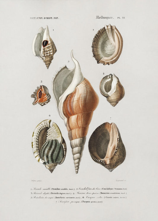 Different Types of Mollusks | Poster