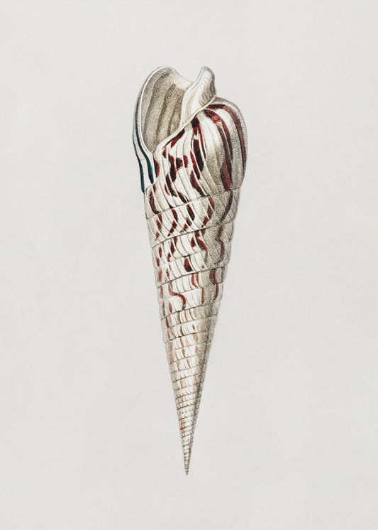 Mollusks Crop III | Canvas