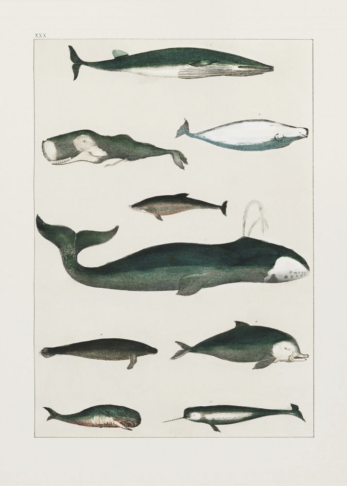 Vintage Whale Poster | Poster
