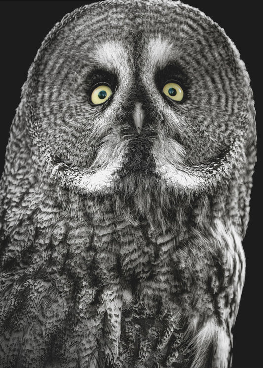 Owl | Poster