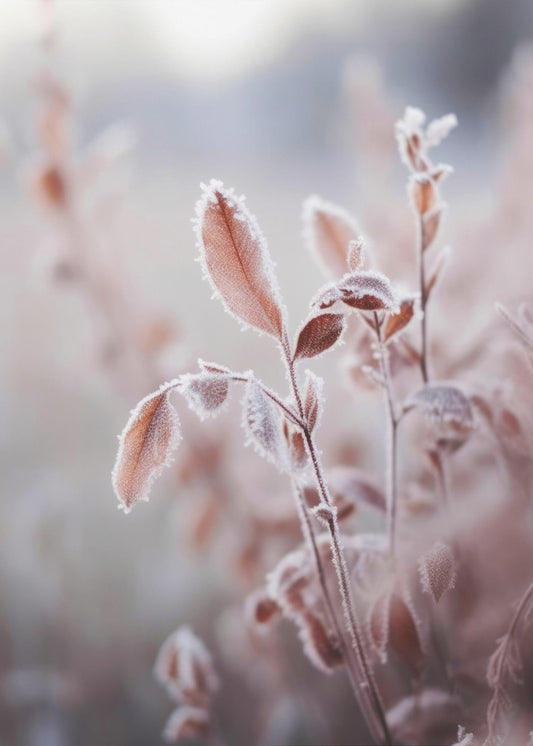 Frosted Elegance | Canvas