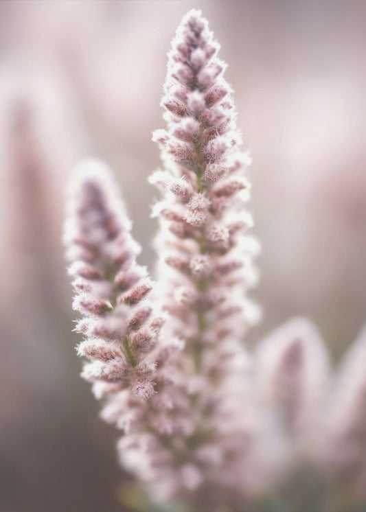 Soft Blossom Hues | Poster