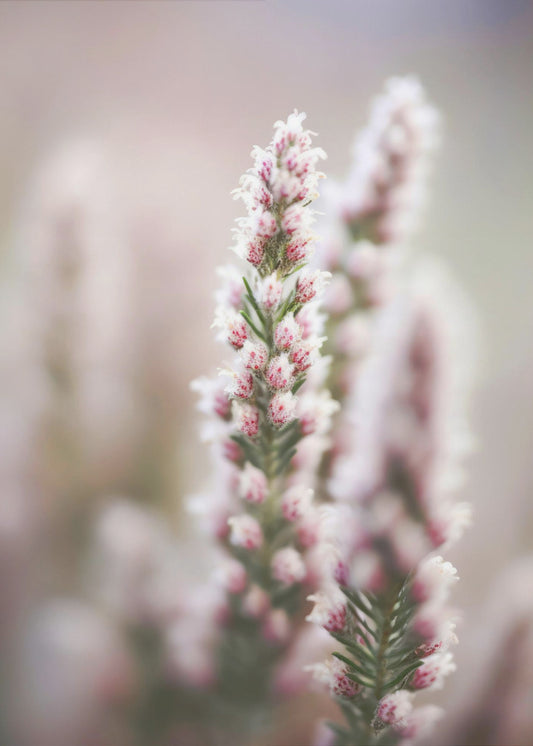 Whispers of Heather | Poster