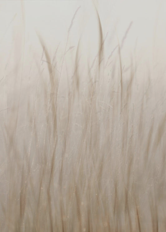 Meadow grass | Poster