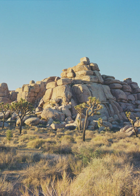 Joshua Tree Sunset | Poster