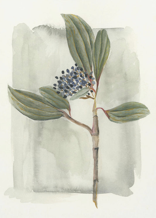 Viburnum davidii | Canvas