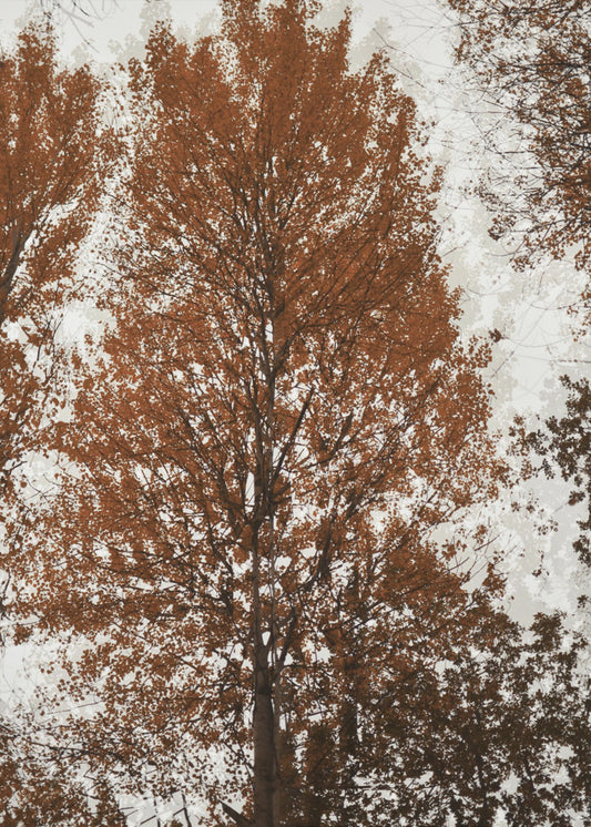 Aspen | Canvas