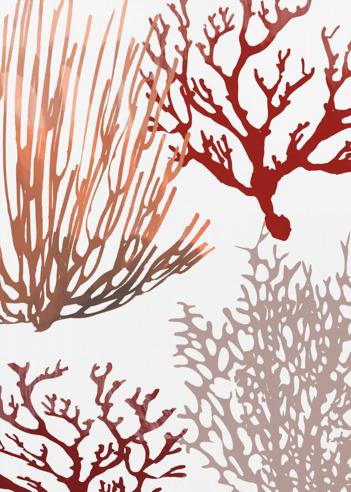 Pink and Red Sea Coral | Poster