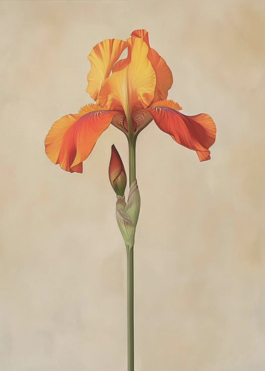Poster Canvas Sng Iris 34 | Canvas